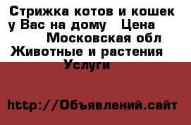Стрижка котов и кошек у Вас на дому › Цена ­ 1 000 - Московская обл. Животные и растения » Услуги   